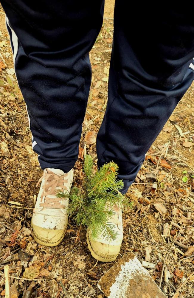 Kao-prvo-posadi-drvo-10