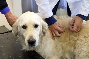 Obavijest o cijepljenju pasa u Varešu