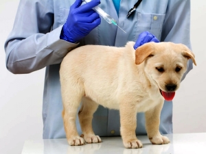 Počinje redovito godišnje cijepljenje pasa