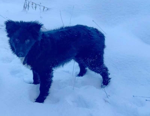 Odluka o uvjetima i načinu držanja pasa i postupanja sa napuštenim i izgubljenim psima na području općine Vareš