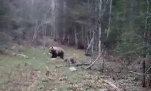Snimak medvjeda na Pobilju