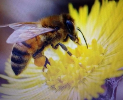 Poziv na edukativno predavanje o pčelarstvu
