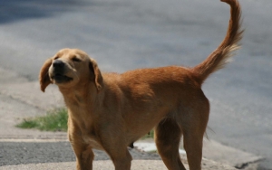 Obavijest o postupanju s napuštenim i izgubljenim psima na području općine Vareš