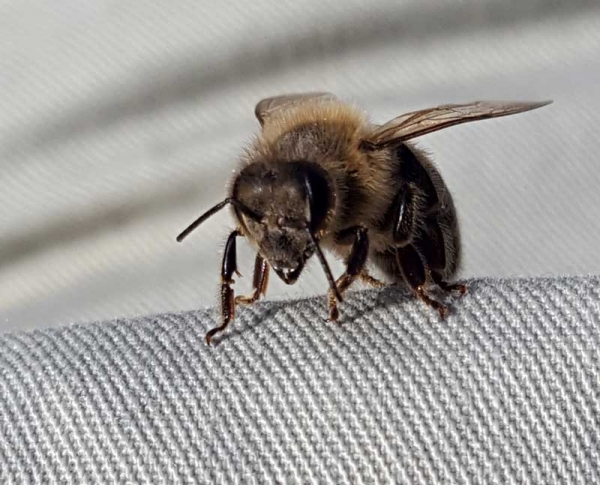 Obavijest pčelarima