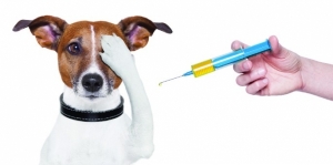Raspored cijepljenja i čipiranja pasa u Varešu