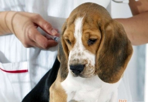 Ponovno cijepljenje pasa