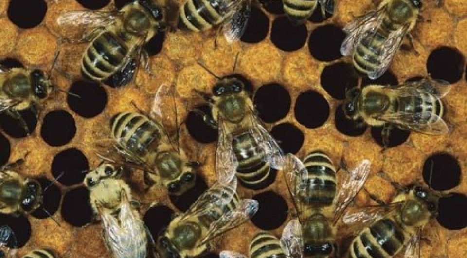 Vareški pčelari osvojili nagrede za najbolji med