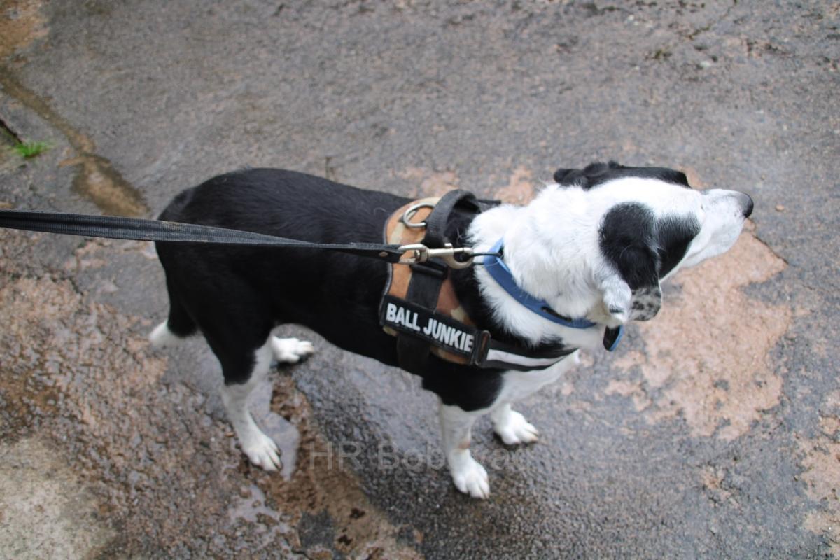 IMG7899-dogstrust