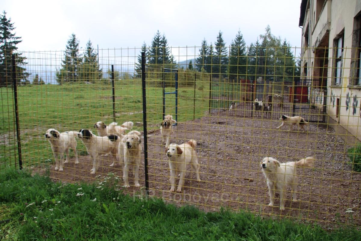 IMG7935-dogstrust