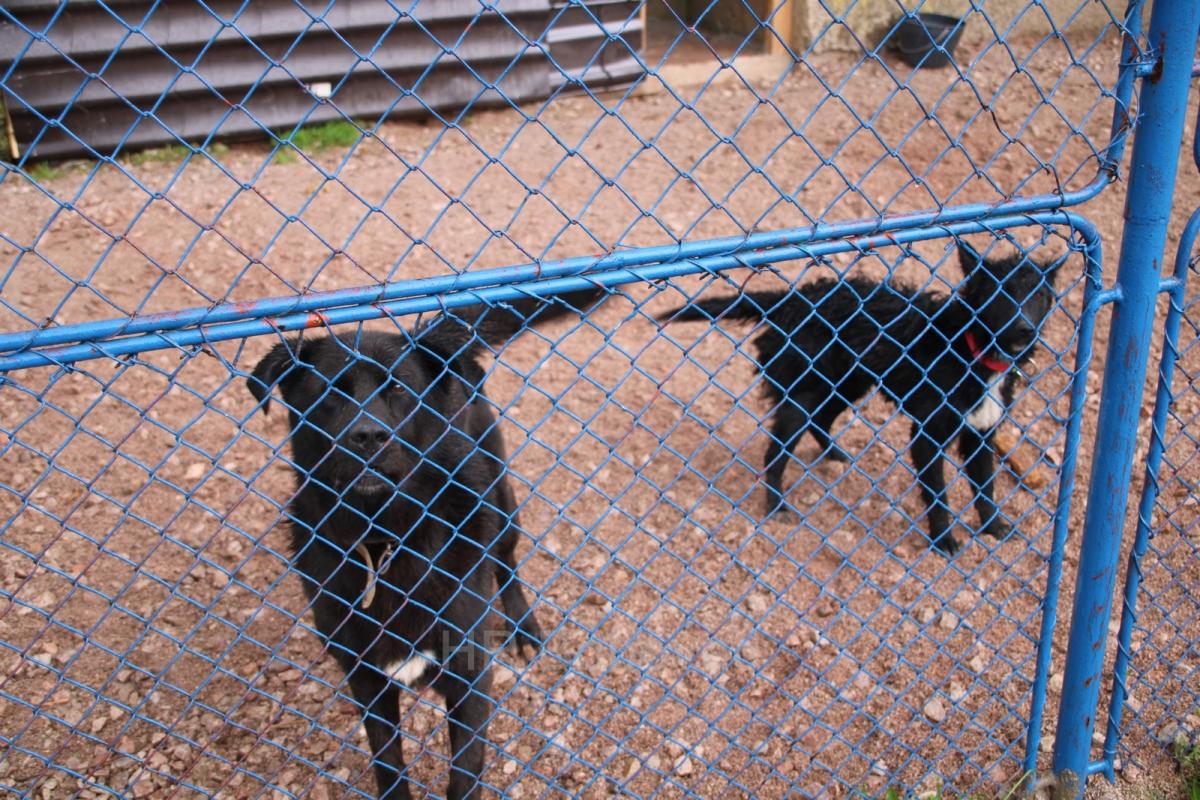IMG7937-dogstrust