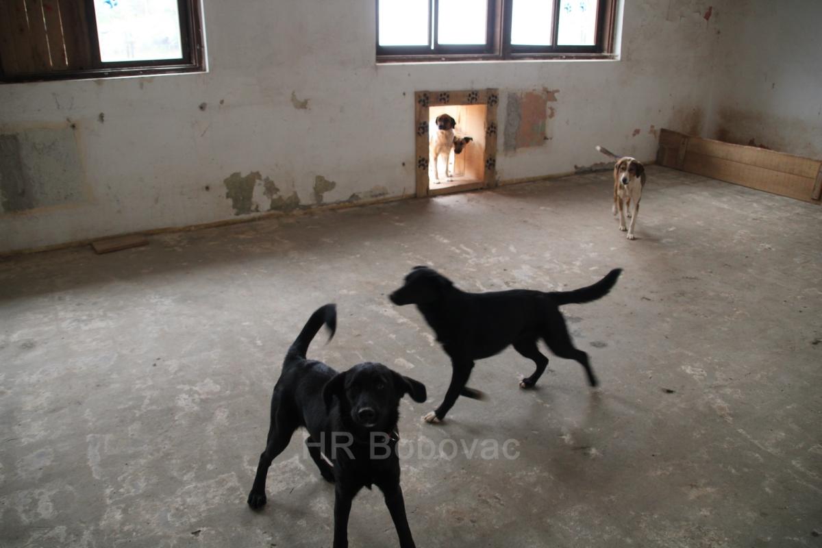 IMG7939-dogstrust