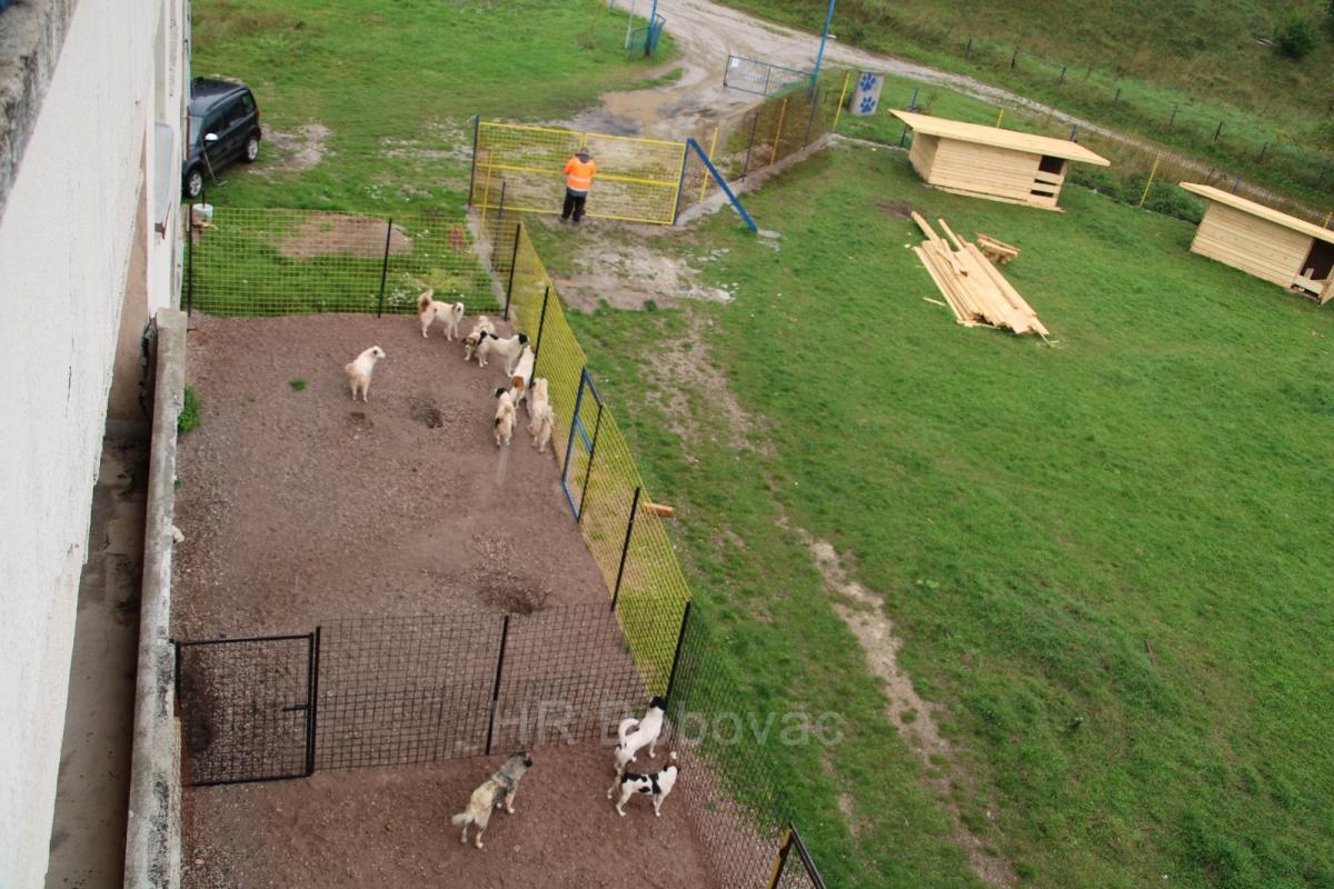 IMG7943-dogstrust