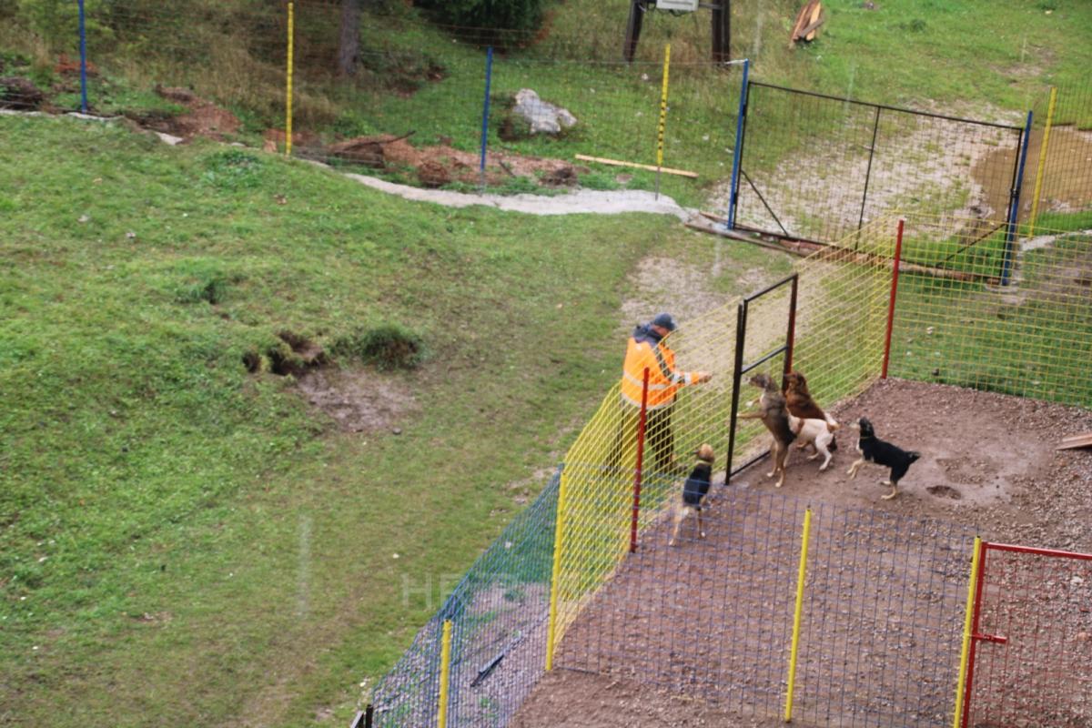 IMG7945-dogstrust