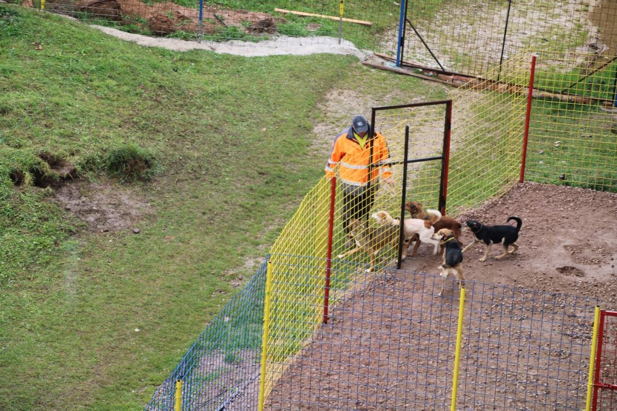 IMG7946-dogstrust