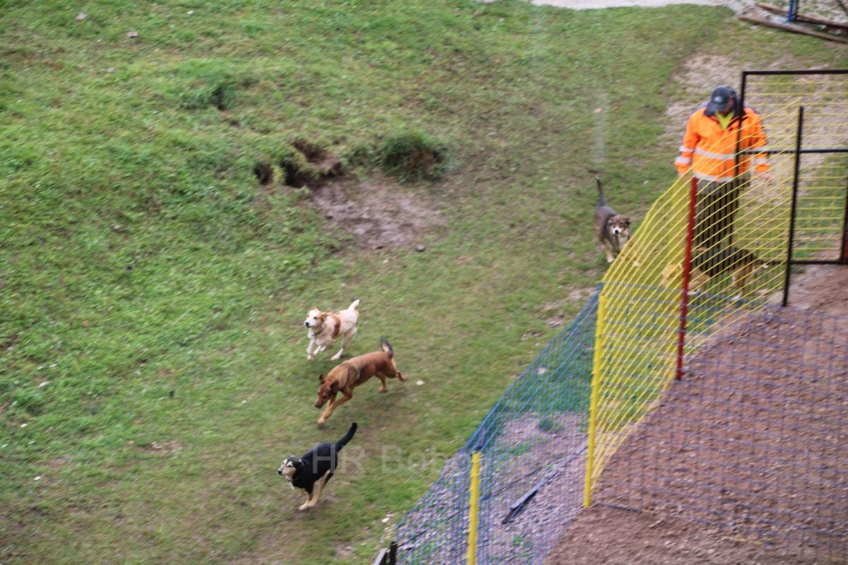 IMG7947-dogstrust