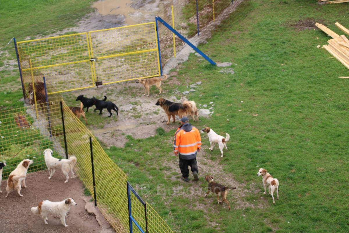 IMG7949-dogstrust