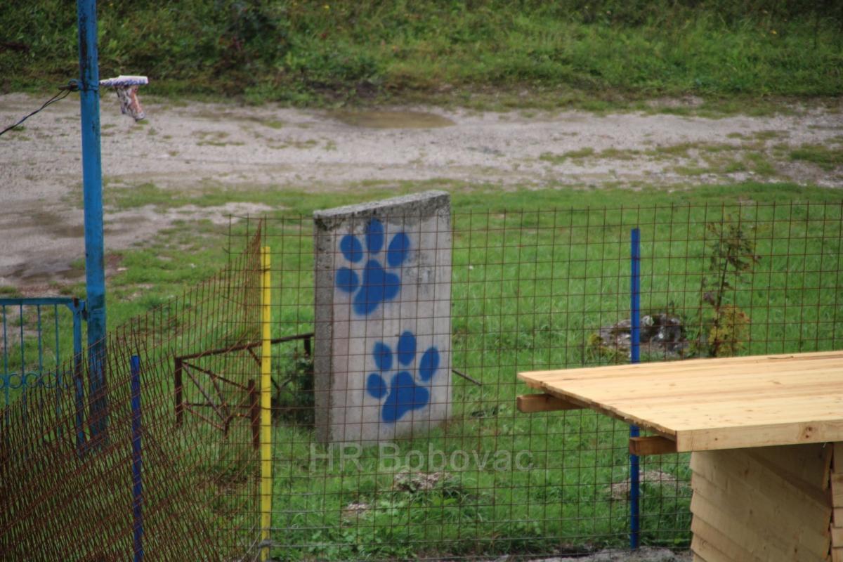 IMG7950-dogstrust