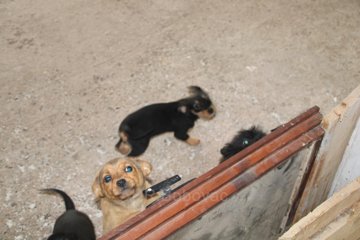 IMG7951-dogstrust