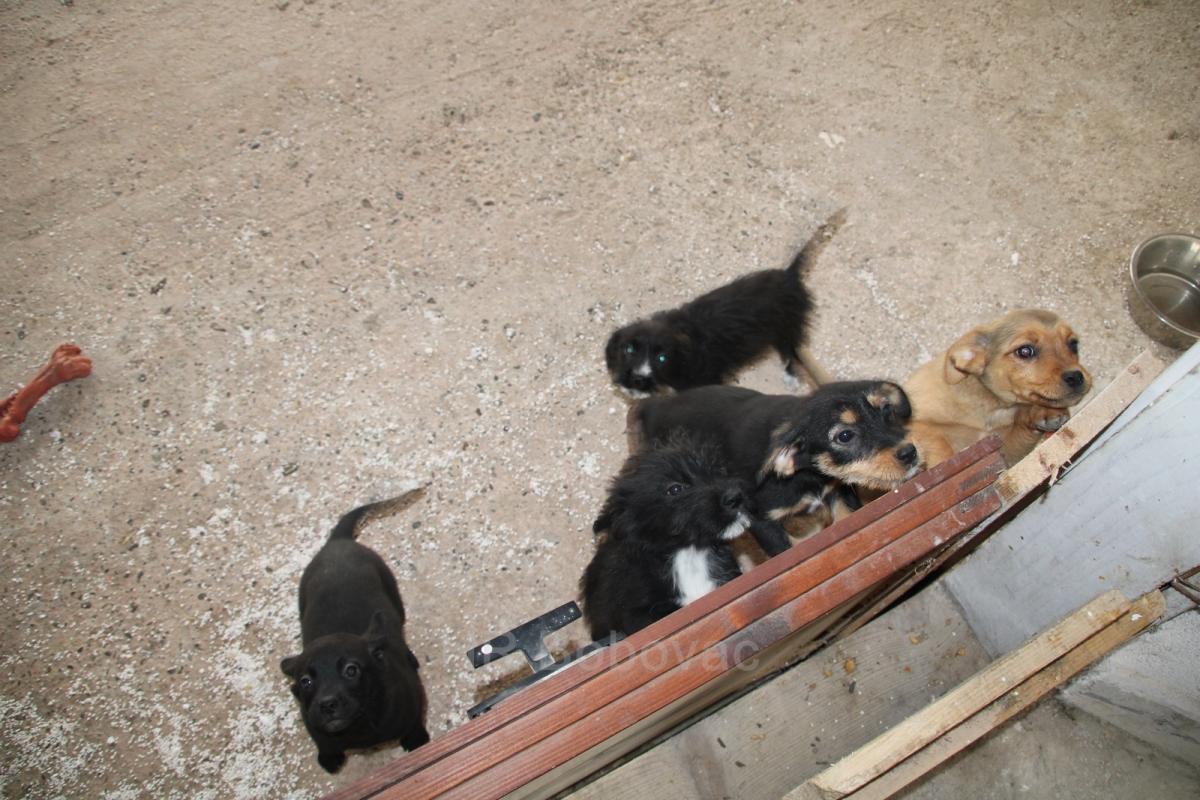 IMG7952-dogstrust
