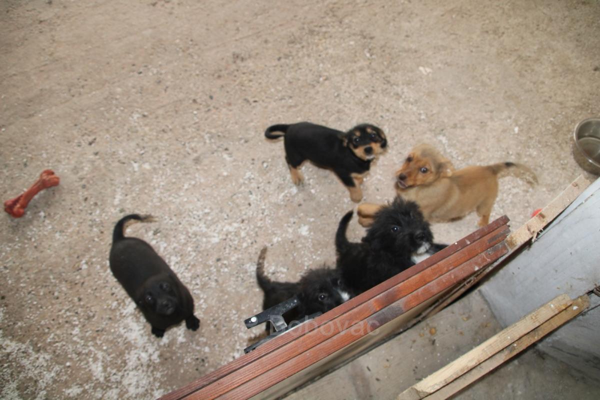 IMG7953-dogstrust