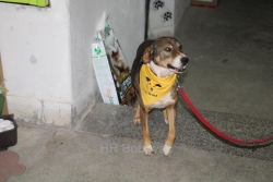 JAVNI POZIV ZA VLASNIKE PASA - Besplatna sterilizacija/kastracija, čipiranje i cijepljenje protiv bjesnila