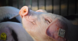 Cijepljenje svinja protiv svinjske kuge u Varešu