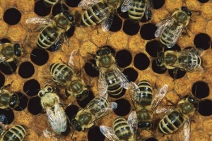 Obavijest iz Udruge pčelara &quot;Polen&quot; Vareš
