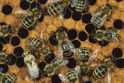 Obavijest iz Udruge pčelara 