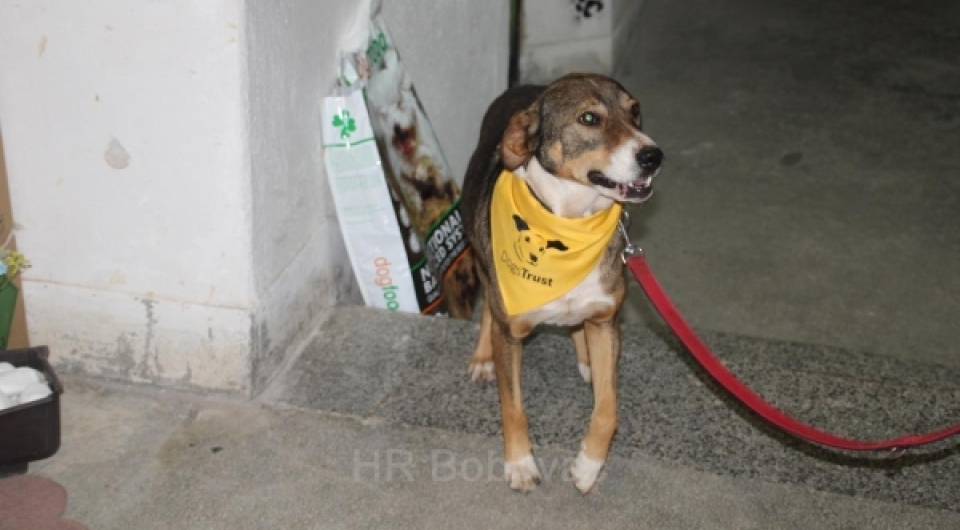 JAVNI POZIV ZA VLASNIKE PASA - Besplatna sterilizacija/kastracija, čipiranje i cijepljenje protiv bjesnila